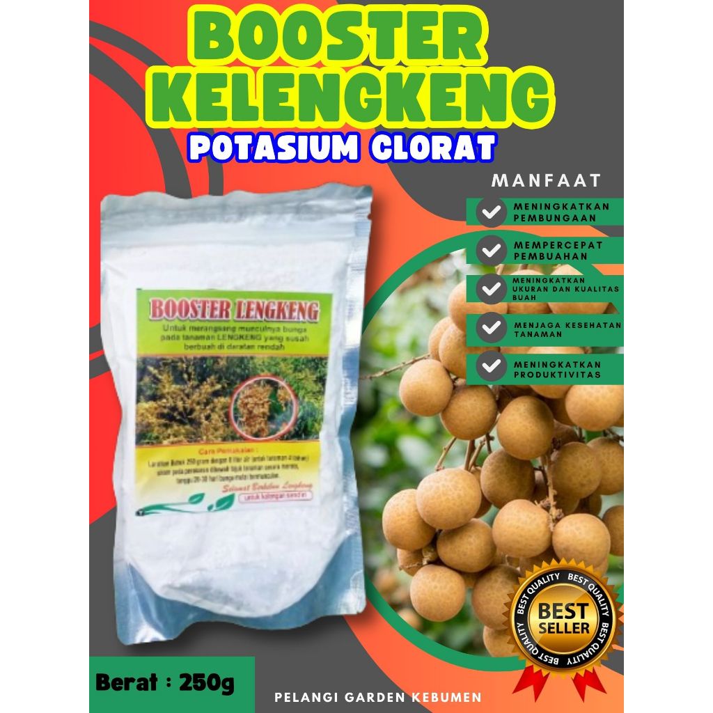 HASIL PANEN BERLIPAT  Booster Kelengkeng Cangkok, Booster Kelengkeng Cangkok Batang Besar Berbuah, B