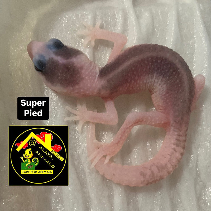 mainan leopard gecko super pied