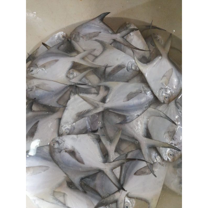 

ikan bawal fresss
