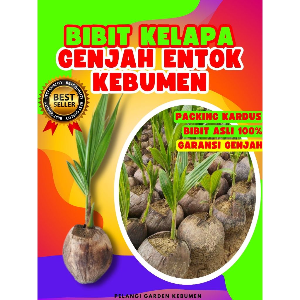 CEPAT PANEN..! Benih Kelapa Kopyor Asli, Benih Kelapa Kopyor Bogor, Benih Kelapa Kopyor Besar