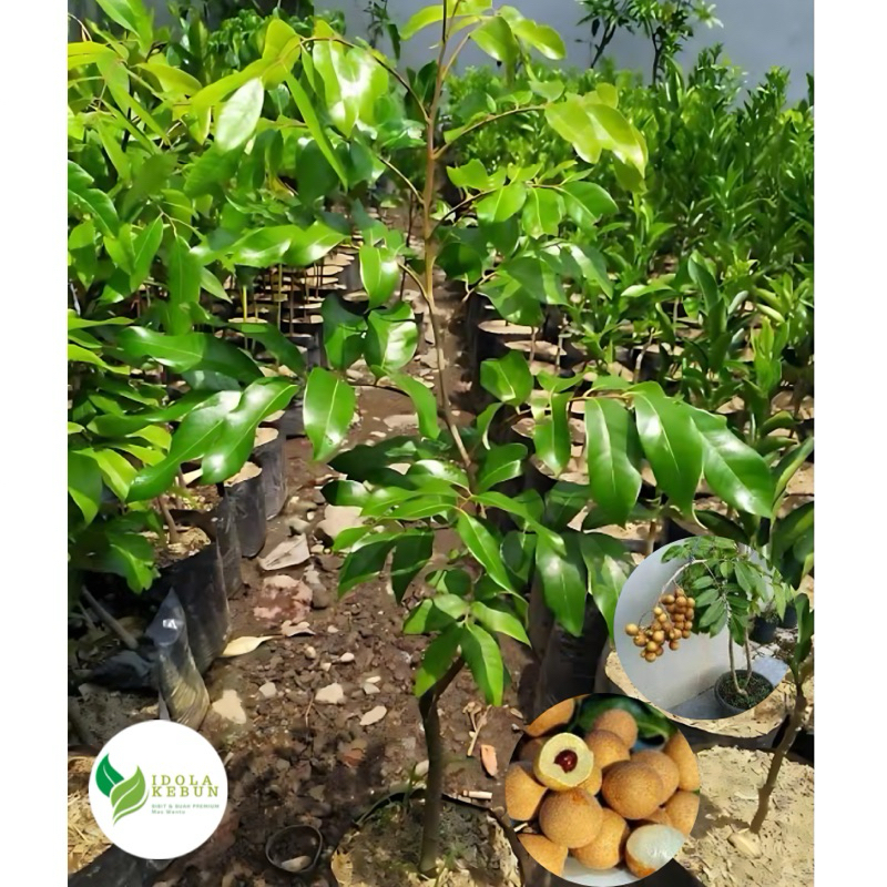 BIBIT KELENGKENG VARIETAS PUANGRAY-BIBIT KELENGKENG PUANGRAY-BIBIT BUAH KELENGKENG PUANGRAY SUPER