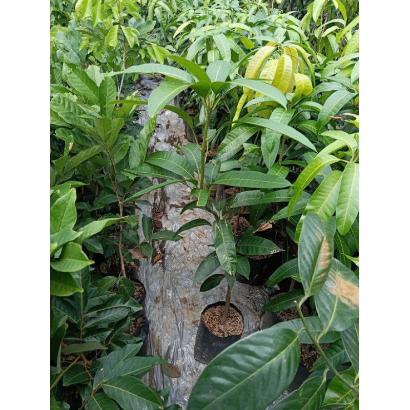 

mangga golek madu tinggi 60-80