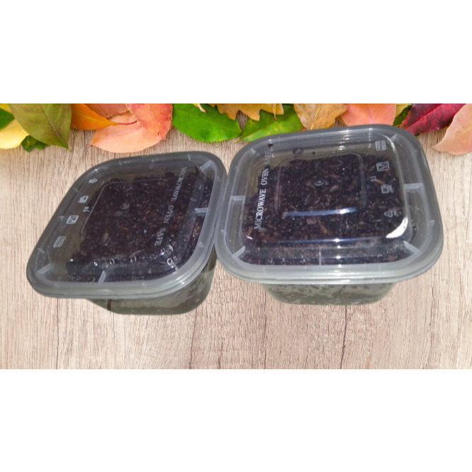 

Tape Ketan Hitam Nagih PoLL