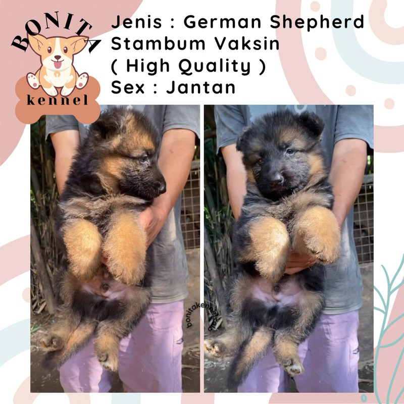 German Sherperd Stambum Anak Anjing Herder Jantan Betina