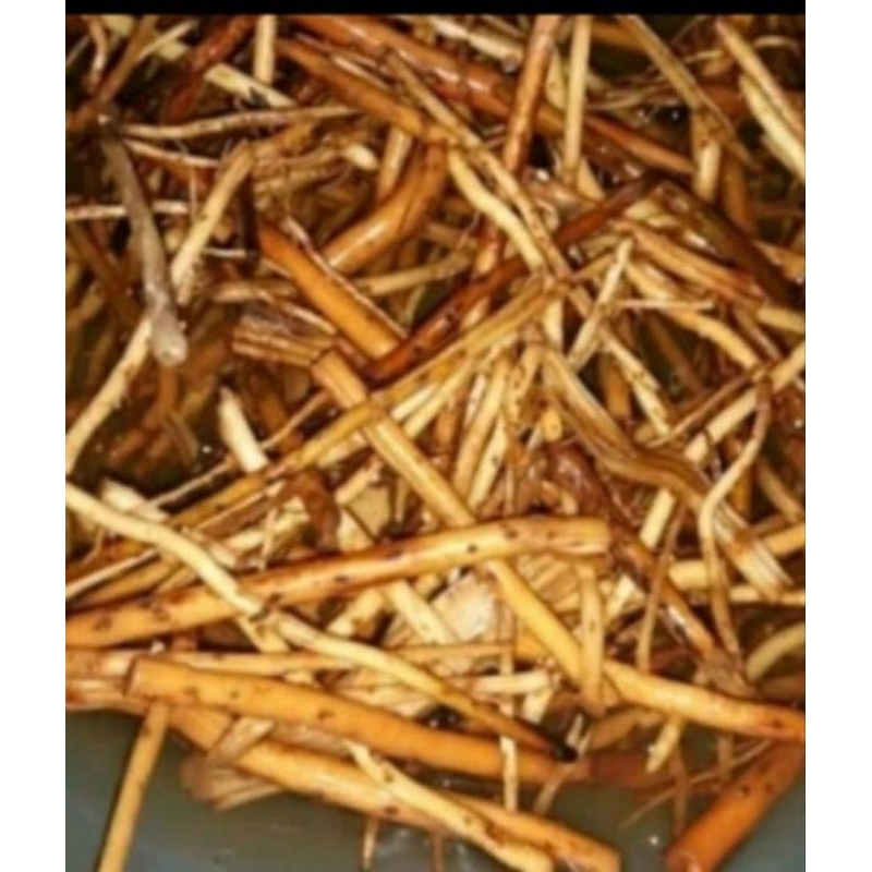 

akar pinang atau akar jambe untuk ramuan obat kuat pria tersedia basahsegar