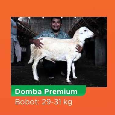 Qurban Kurban Domba Premium