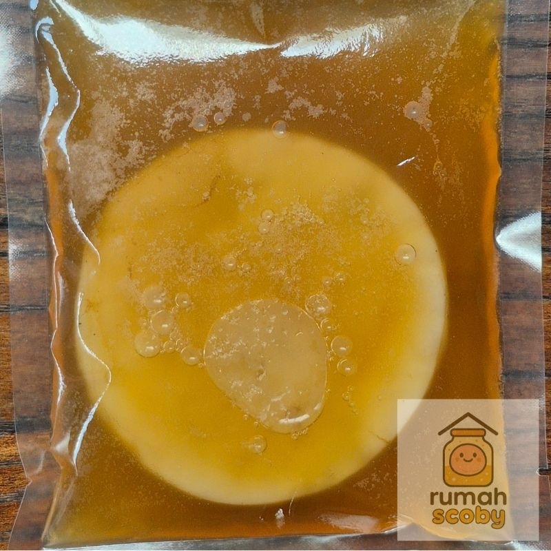 

Bibit Kombucha SCOBY hidup