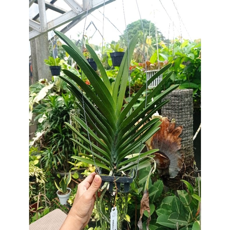 Anggrek Vanda Dewasa Siap Bunga
