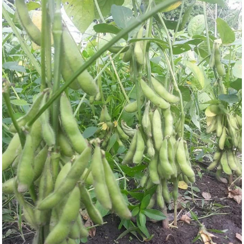 Teh_Teh Maniez Benih Edamame Biomax 2 Kotaku Hijau 15 Gram Kedelai Jepang Jumbo Lebat Bandel