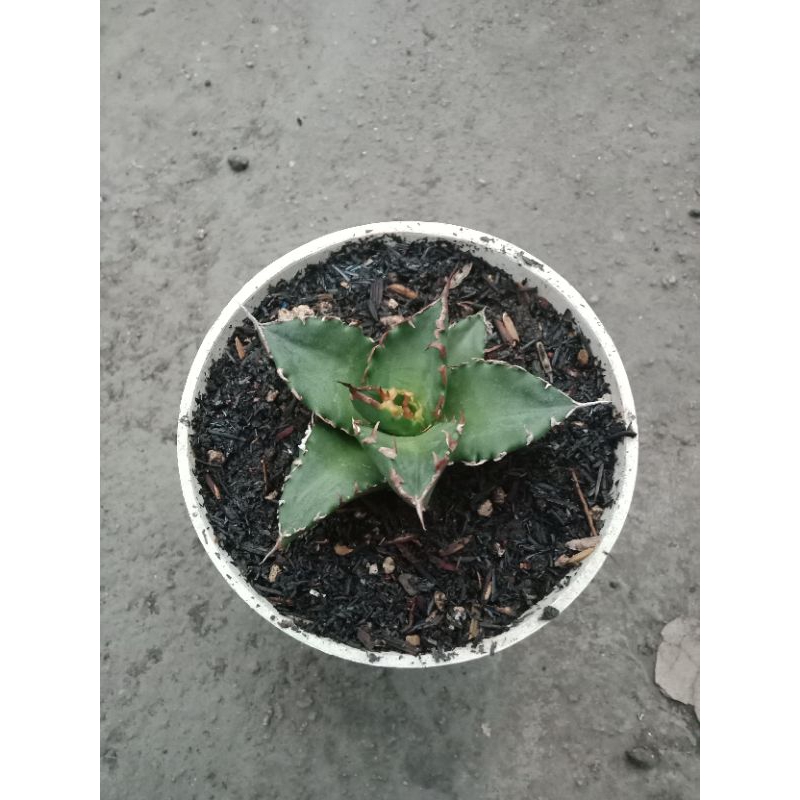 Agave titanota Solar Eclips