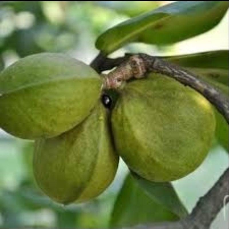 gayam obat kanker per buah