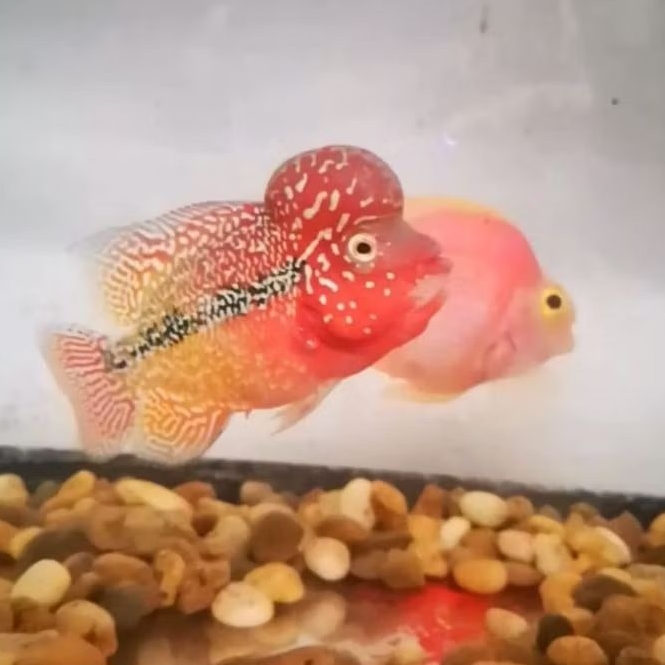 New Stok Kamfa Jenong Semi Two-tone Burayak Louhan F2