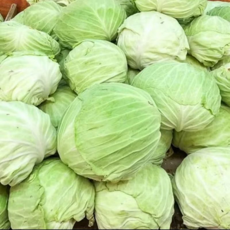 

Sayur kubis/Sayur kol, sayur/kubis, kol