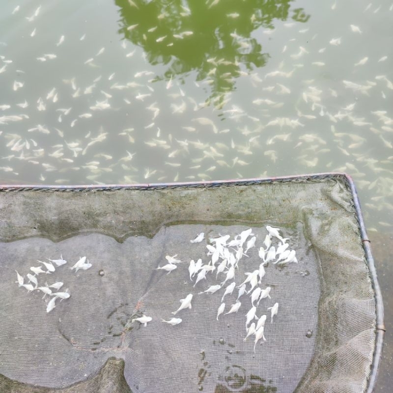 Galaksi_Bumiayu Molly Balon Platinum Lyretail/Ekor Cawang