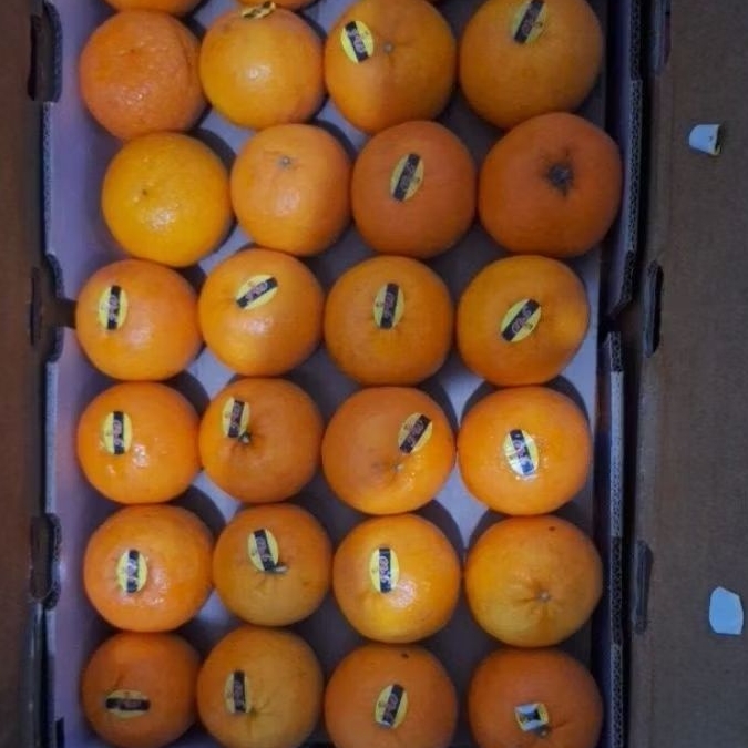

jeruk wogan citrus 1 kg