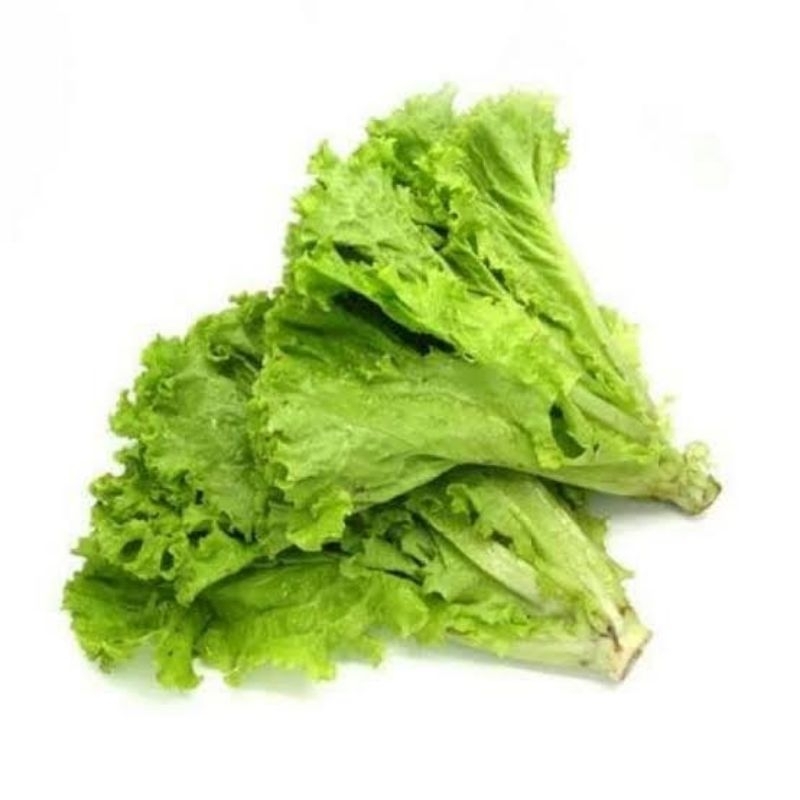 

Selada Keriting Segar 250gr – Sayur Fresh Panen Hari Ini