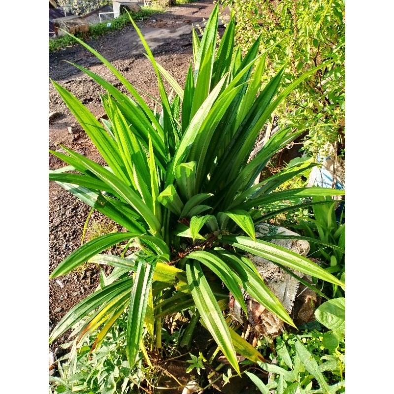 

daun pandan segar langsung petik /5 lembar