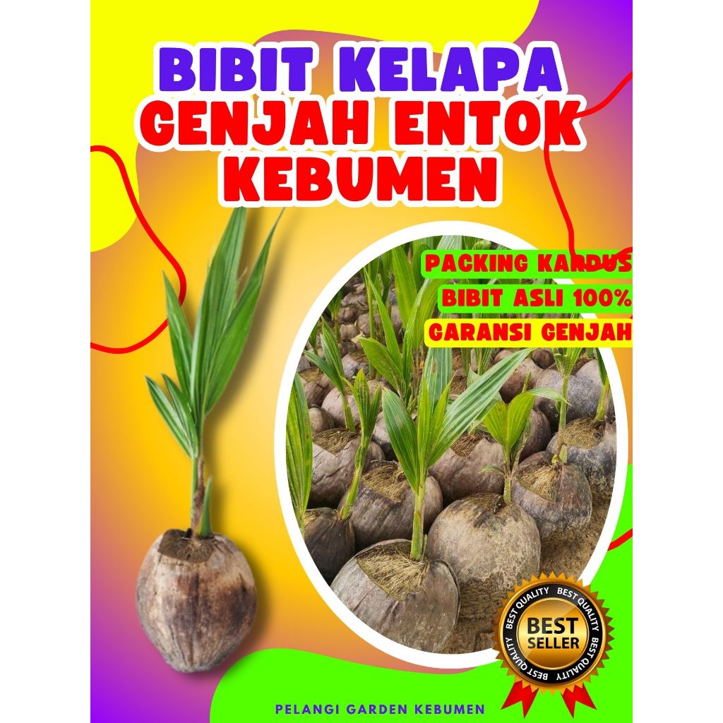 CEPAT BERBUAH.. Benih Buah Kelapa Entok, Benih Buah Kelapa Entog, Benih Buah Kelapa Entok Anakan
