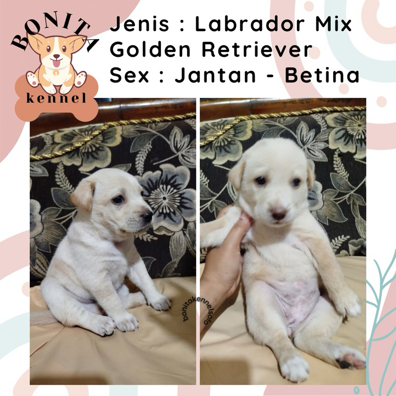 Labrador Mix Golden Retriever Anak Anjing Labrador Mix Golden Jantan Betina