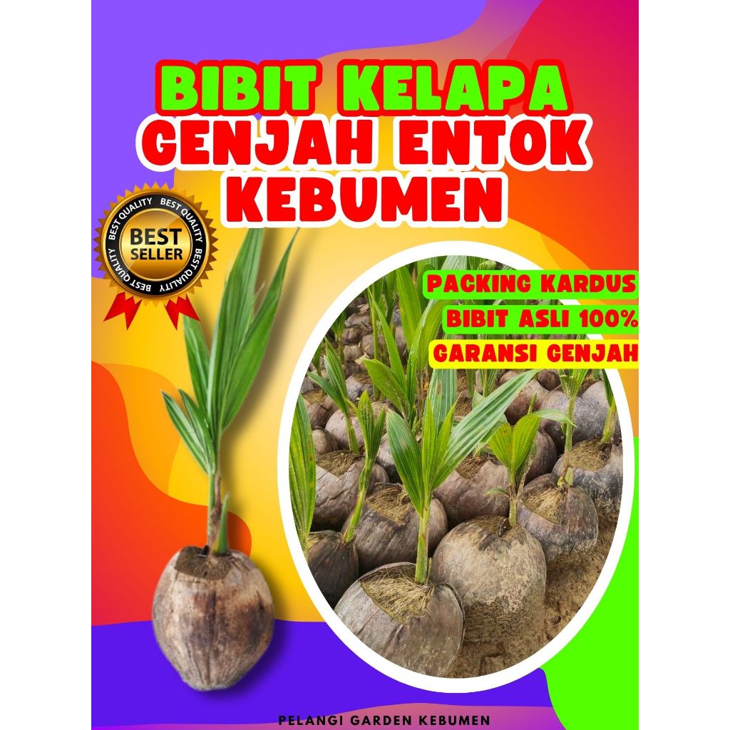 TERBAIK.. Pokok Kelapa Entok Asli, Pokok Kelapa Entok Anakan, Pokok Kelapa Entok Anak