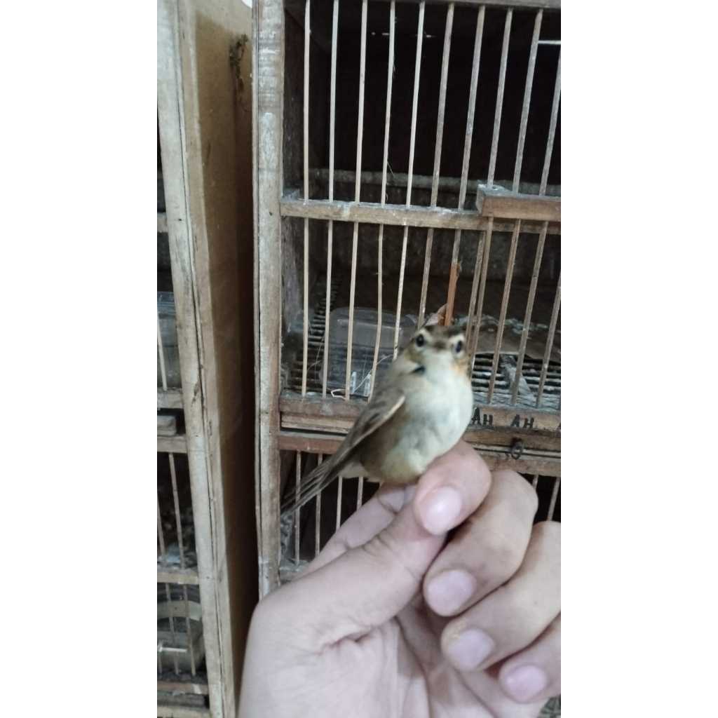 Kerak Basi Alis Hitam Bandung