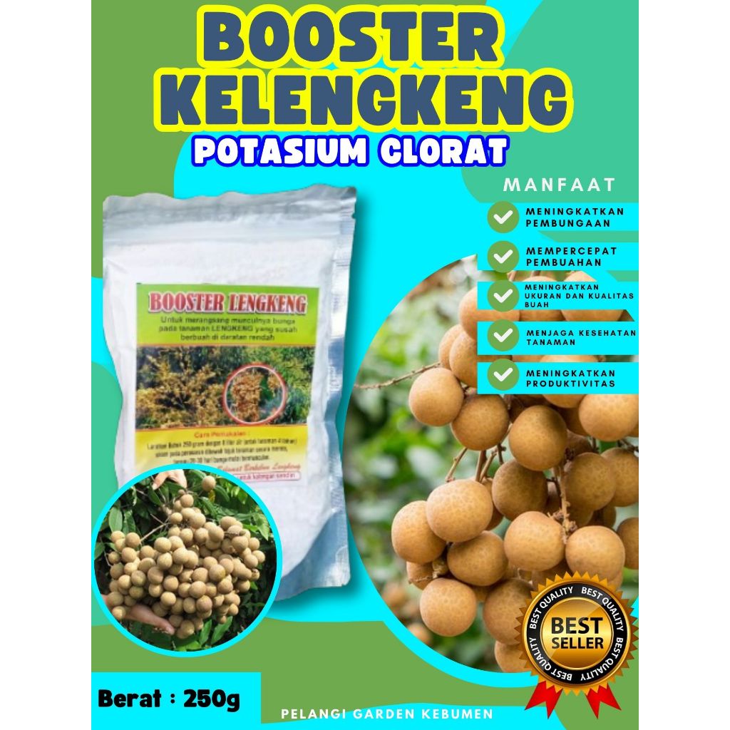 SOLUSI AMPUH  Booster Buah Kelengkeng Cangkok, Booster Buah Kelengkeng Cangkok Batang Besar Berbuah