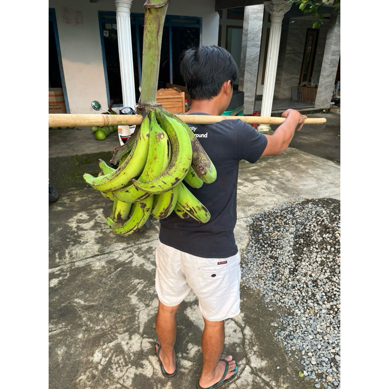 

pisang tanduk super jumbo