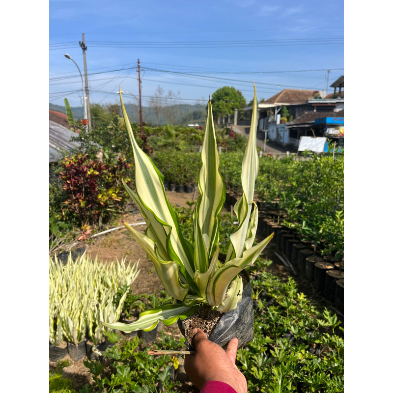 Tanaman Hias Agave Putih Rimbun / Agave Gigantea Jumbo