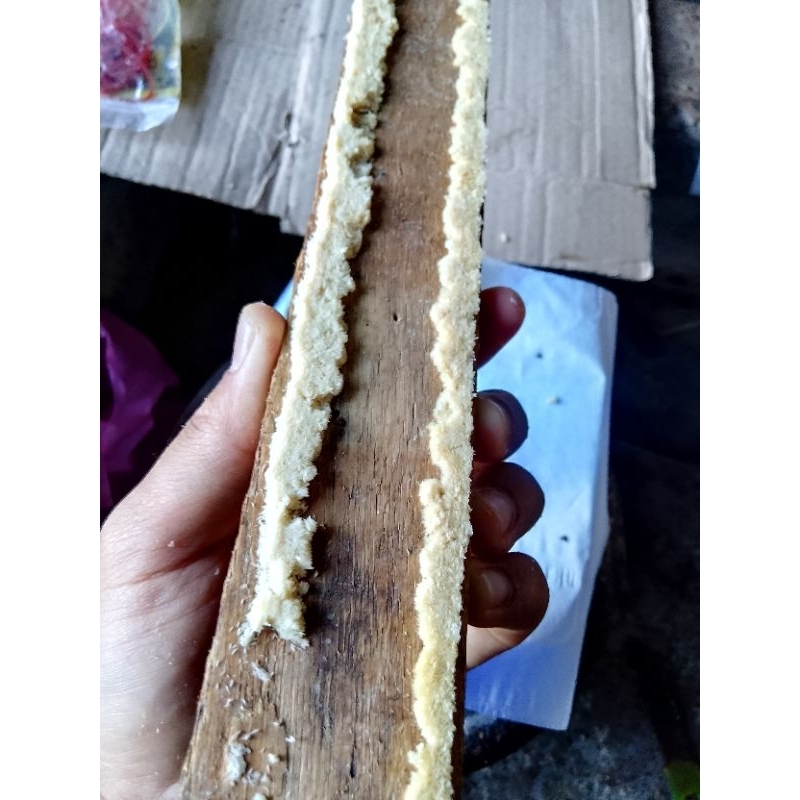 telur lalat maggot bsf