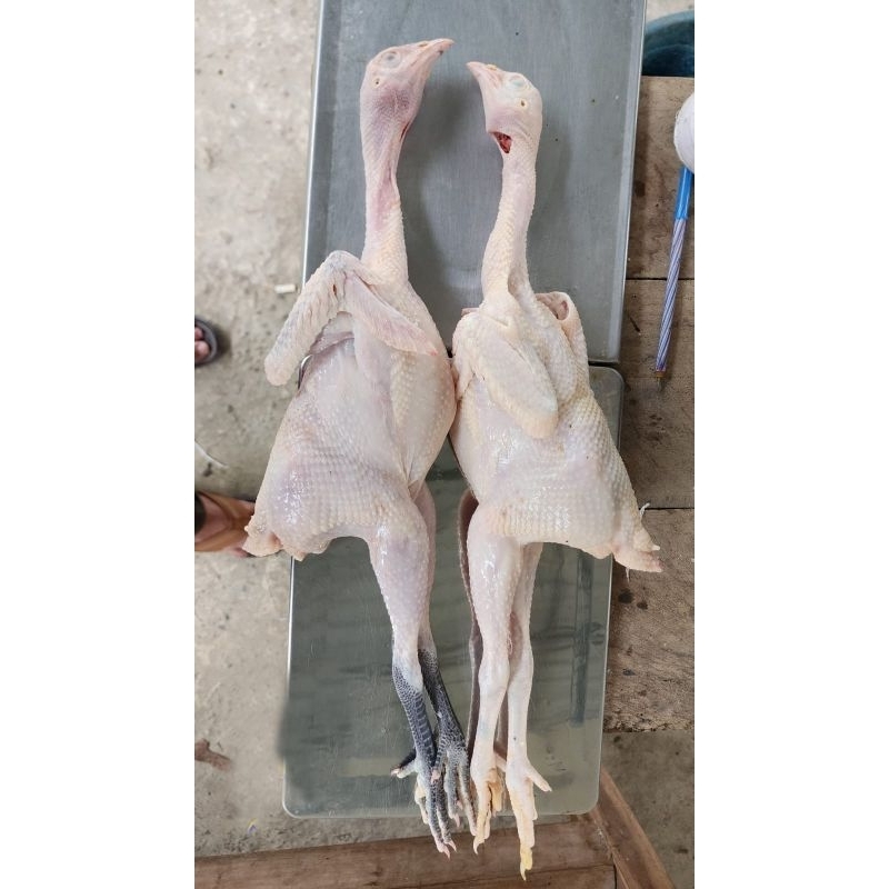 Ayam kampung muda Frozen