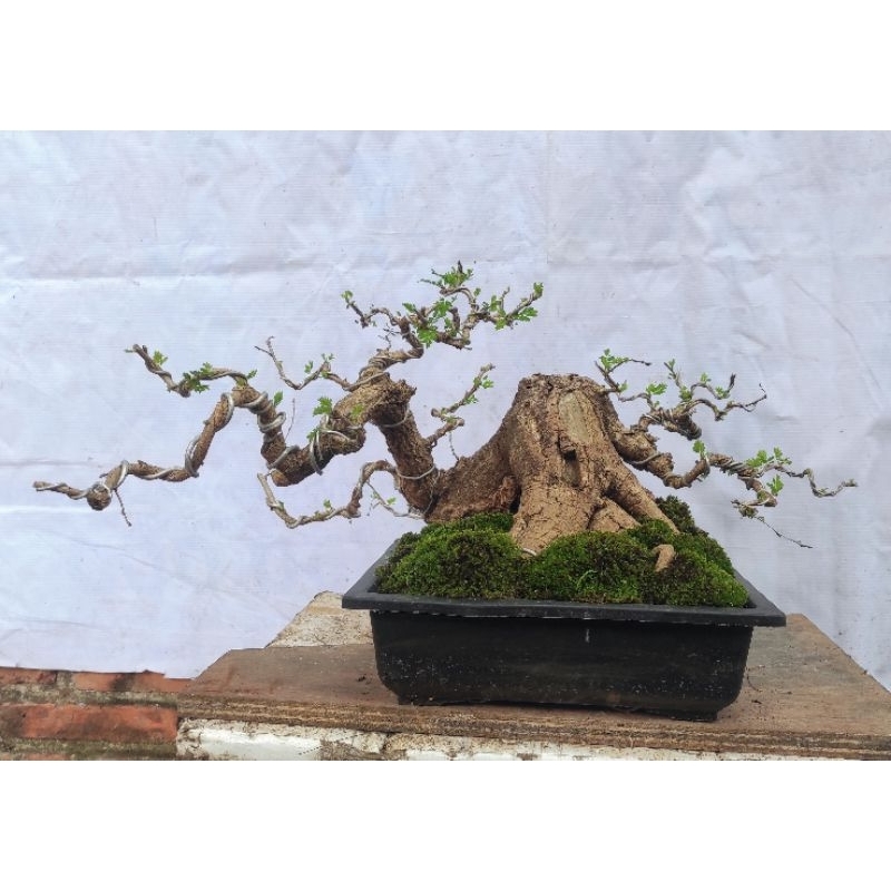 Bonsai Asem Saraf the max