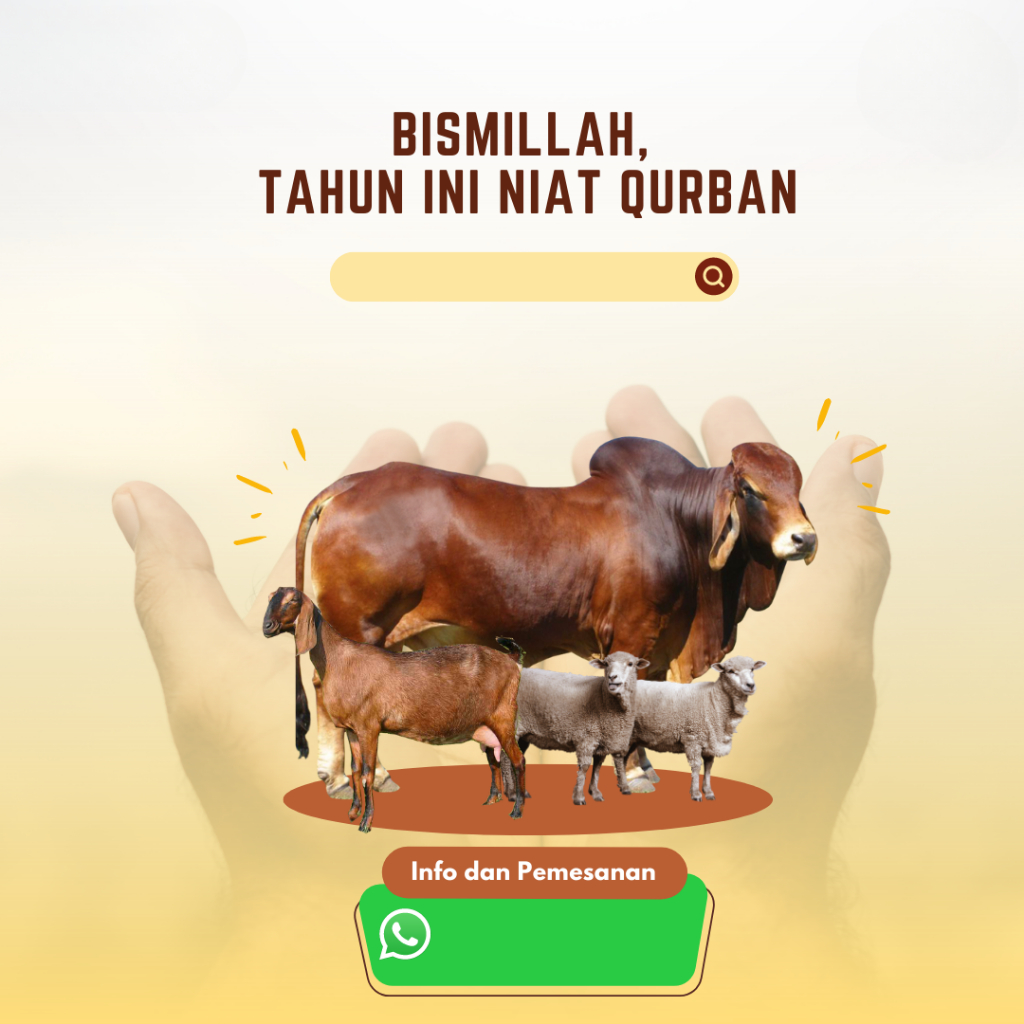

JUAL HEWAN QURBAN SAPI – Bobot 290 kg s/d 500 kg | Harga per kg | Gratis Ongkir JABODETABEK