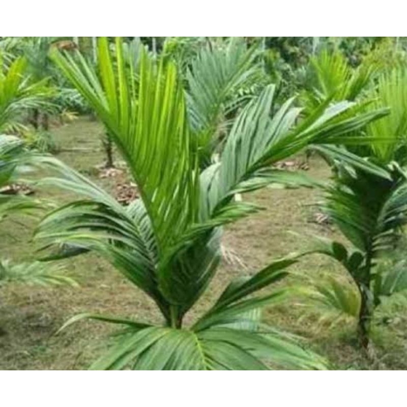 

Daun pinang segar petik langsung 500 gram-az