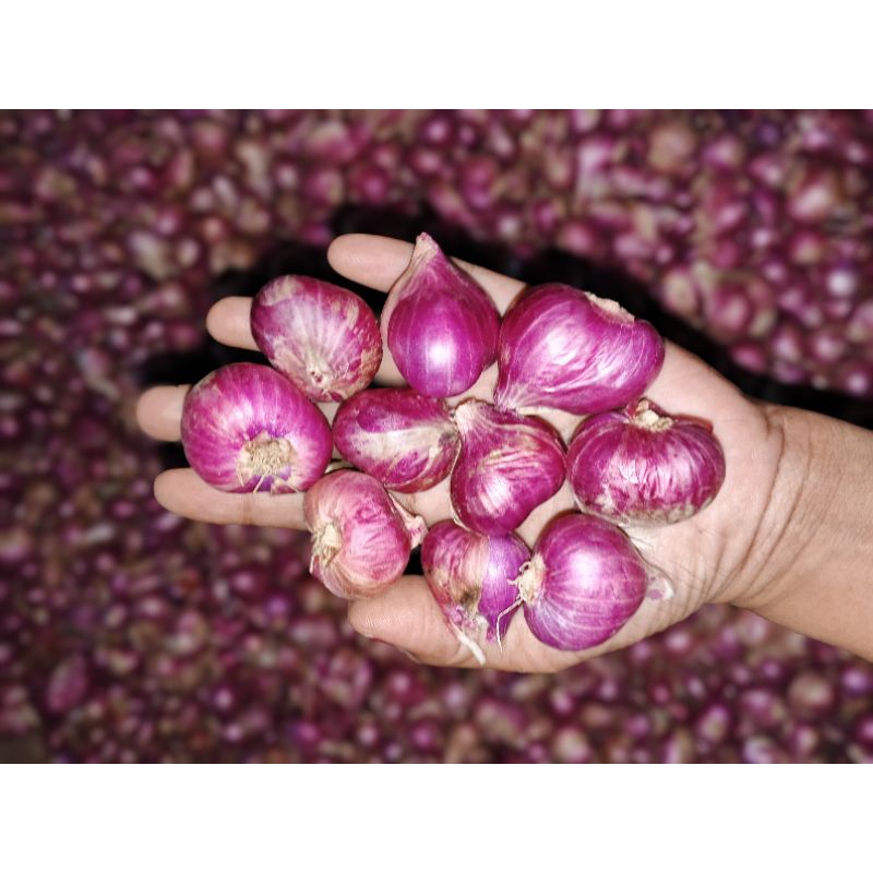 

bawang merah Probolinggoo
