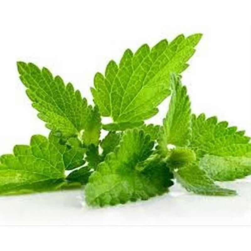 

daun mint 100gr