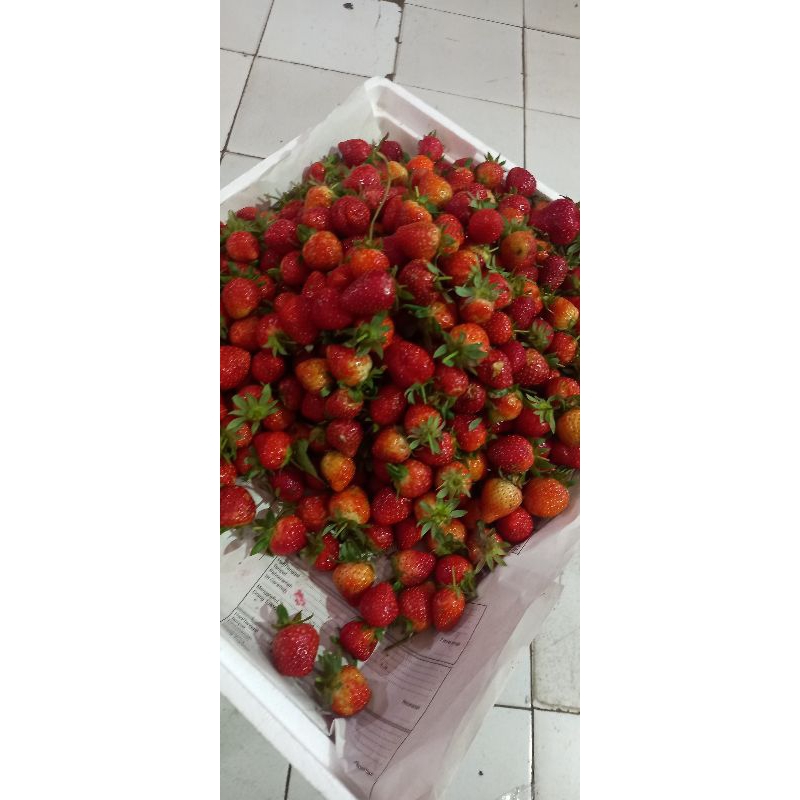

STRAWBERRY TW