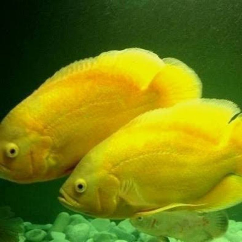Dekorasi Hiasan Aquarium Oscar Lemon (KHUSUS INSTAN)