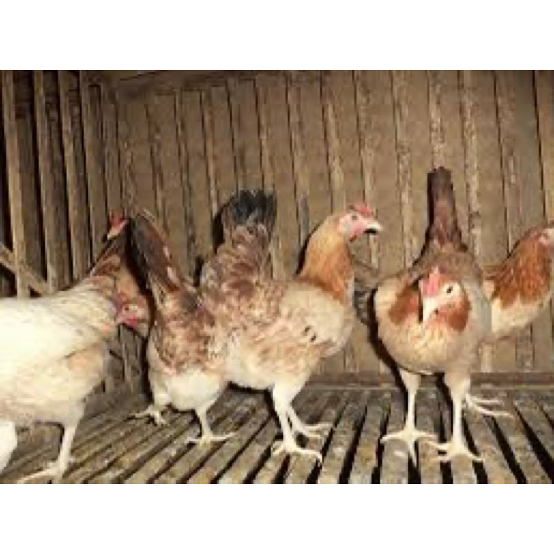 

TELUR AYAM ELBA UNTUK DITETASKAN