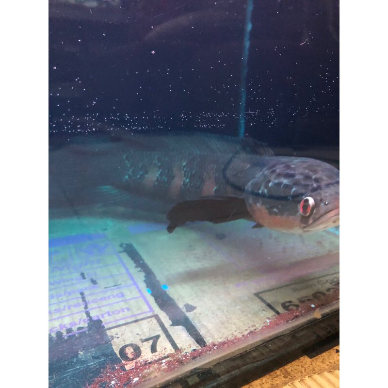 Sticker Isi Channa Red maru Sortiran