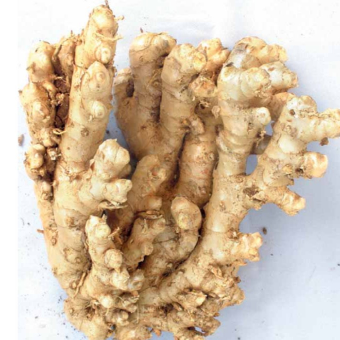 

PROMO lampuyang / lempuyang segar fresh dan bersih 1kg