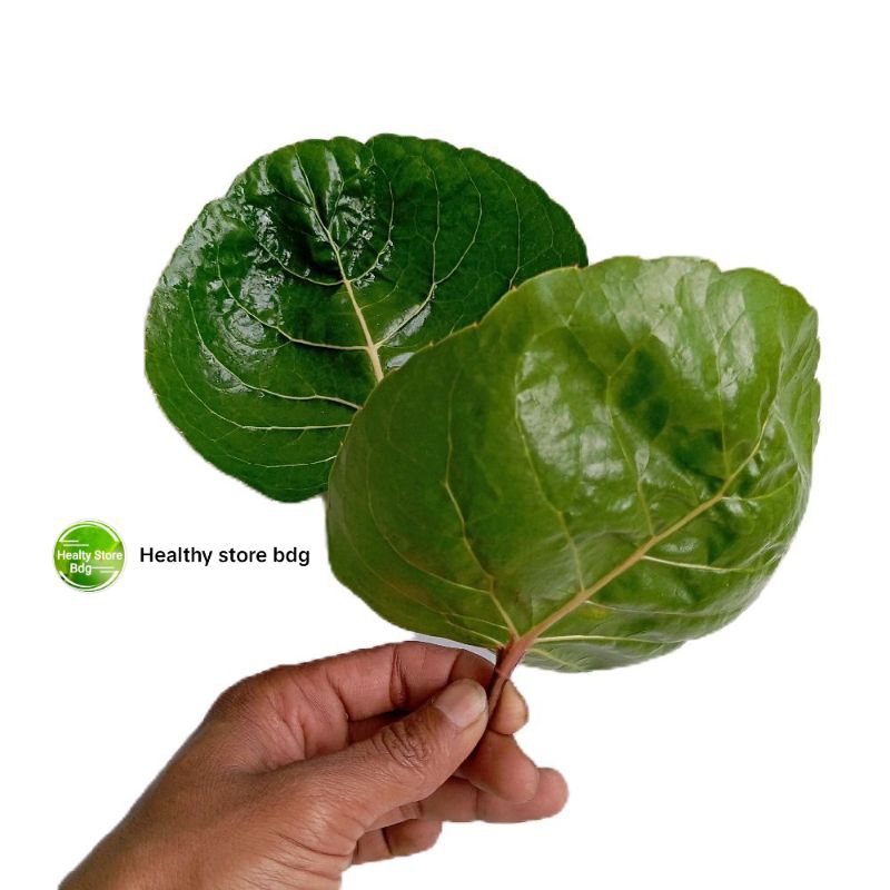 

Daun mangkokan segar petik langsung paket 25 lembar