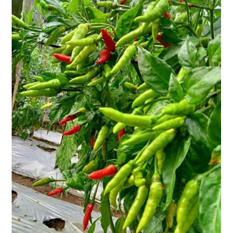 500 Benih Cabe Rawit Dompolan Orion Hijau