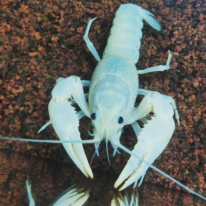 

LOBSTER AIR TAWAR WARNA PUTIH SZ 5-7 CM BONUS PAKAN BERGARANSI