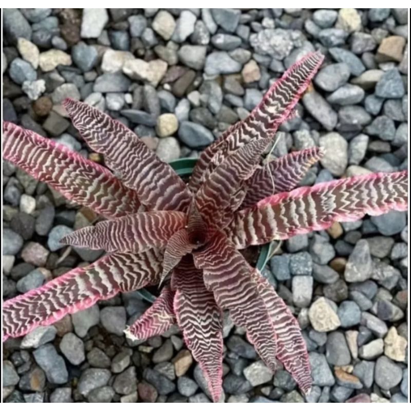 PROMO Tanaman Hias Cryptanthus Zonatus Zebrinus / Tanaman hias Cryptanthus / Tanaman Bromelia