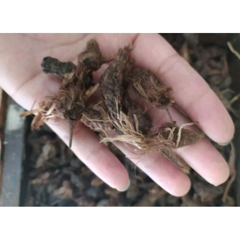 

umbi rumput teki fresh kering 500 gram / ½ kg