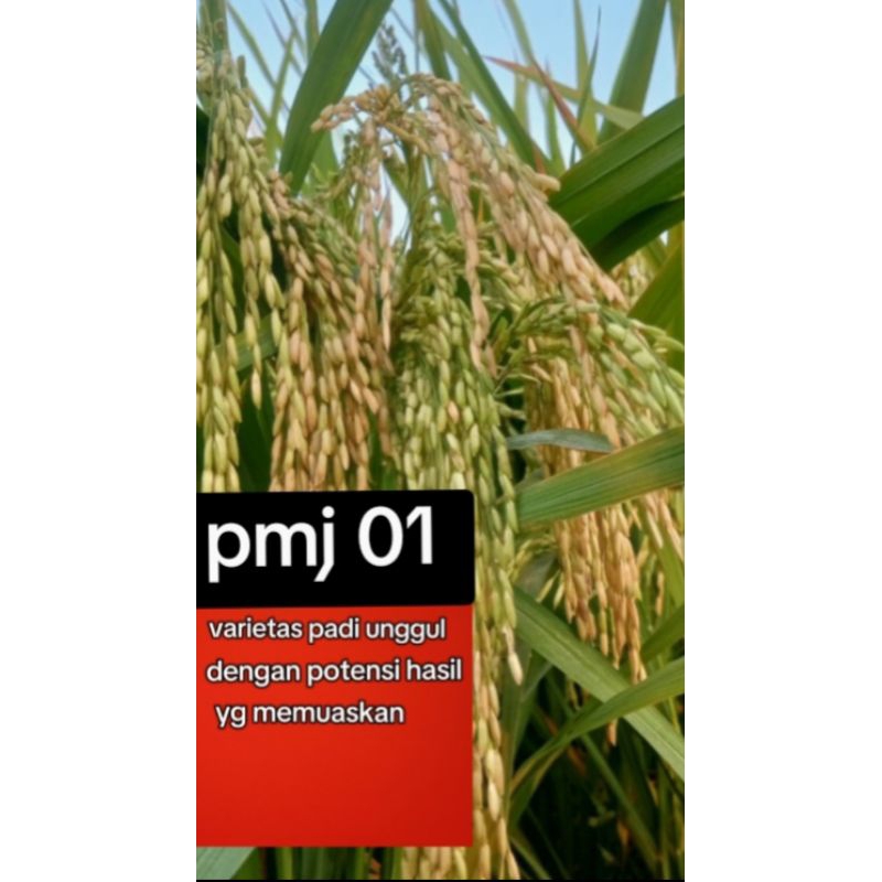 

pmj 01 kemasan 5kg