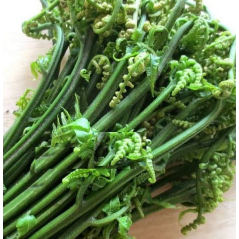

jual pakis sayur termurah 500 gram