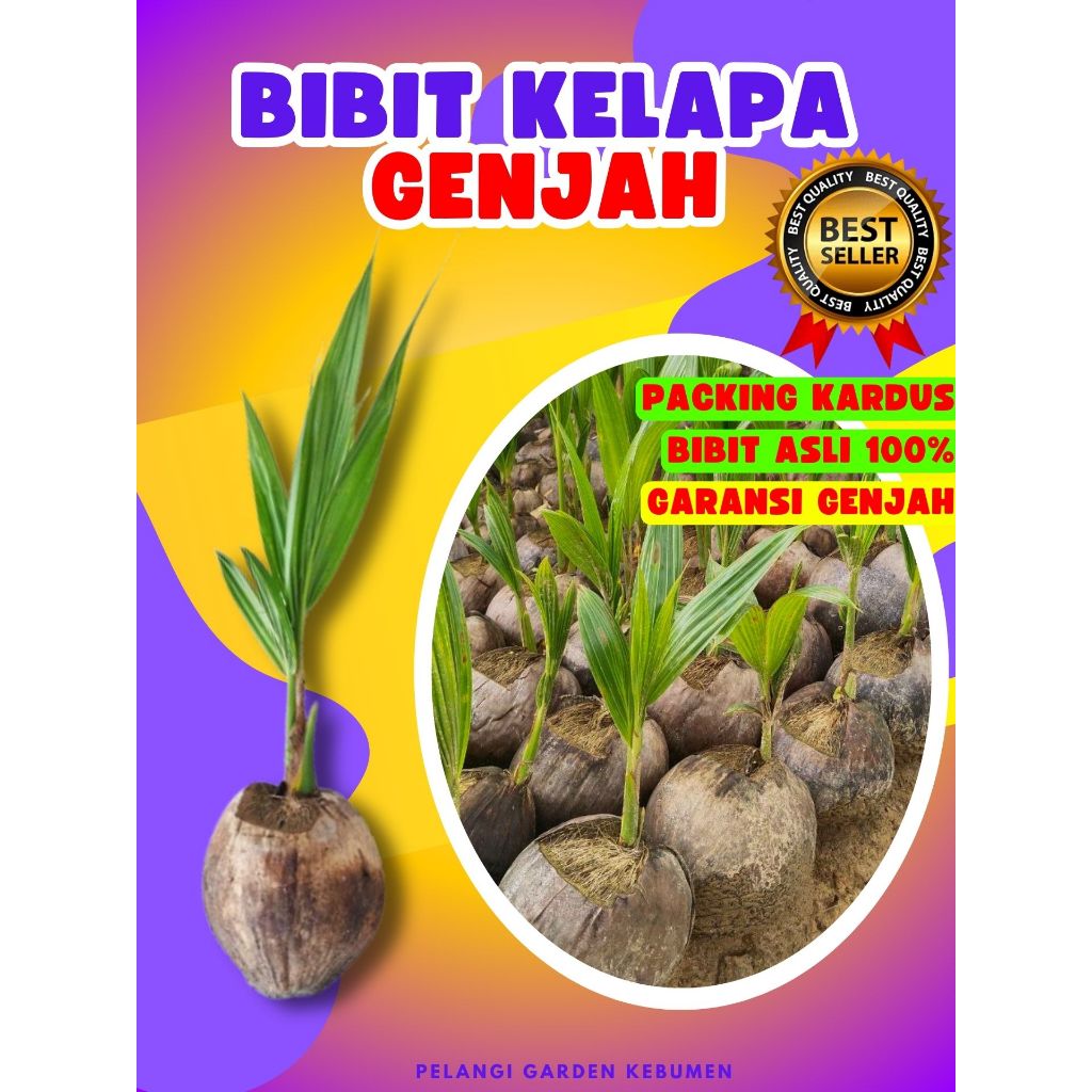TERBAIK.. Pokok Kelapa Hibrida Hijau Pendek, Pokok Kelapa Hibrida, Pokok Kelapa Hibrida Bersertifika