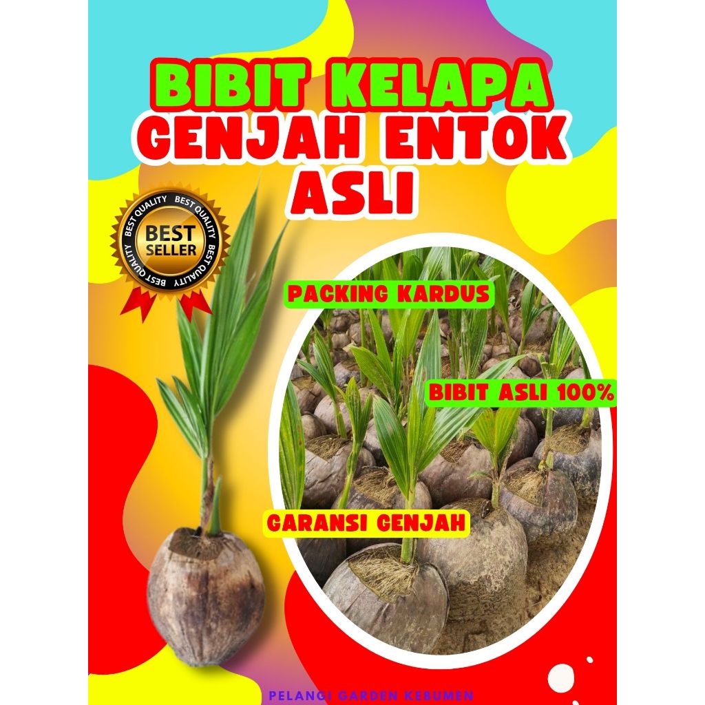 LANGSUNG PETANI.. Pokok Buah Kelapa Genjah Entok Kebumen, Pokok Buah Kelapa Genjah Entok, Pokok Buah