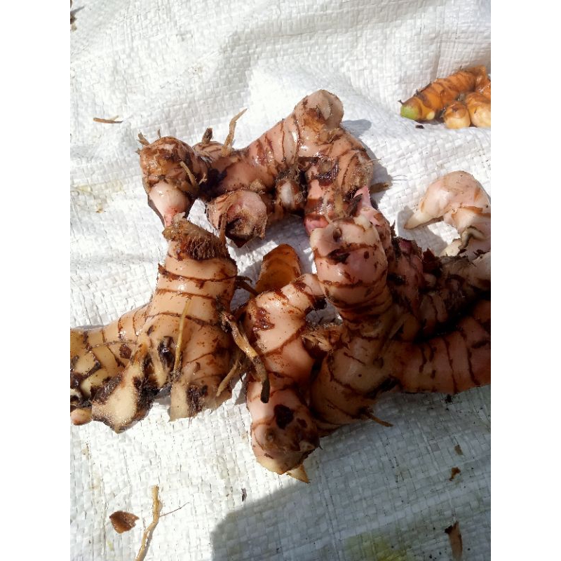 

laja.merah.untuk.bumbu.per.1kg